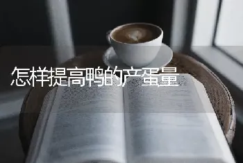 怎样提高鸭的产蛋量