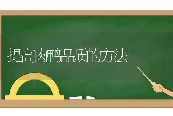 提高肉鸭品质的方法