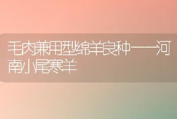 毛肉兼用型绵羊良种——河南小尾寒羊