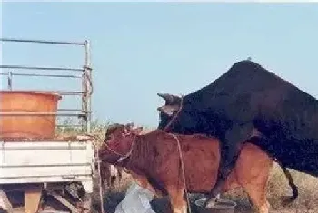 母牛发情表现及鉴别方法