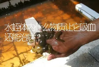 水蛭体内什么物质让它吸血还能治病?