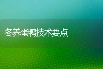 冬养蛋鸭技术要点