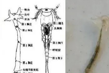 冬季生鱼“钉虫”(锚头鳋)的处理方法