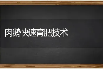 肉鹅快速育肥技术