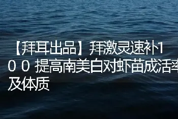 拜激灵速补100提高南美白对虾苗成活率及体质