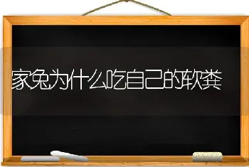 家兔为什么吃自己的软粪