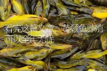 看完这篇文章,黄颡鱼养殖可以全年无忧