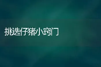 挑选仔猪小窍门