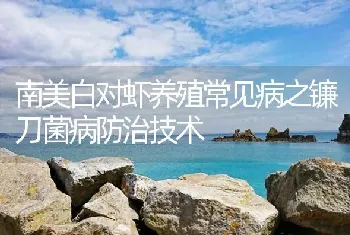 南美白对虾养殖常见病之镰刀菌病防治技术