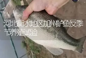 河北衡水地区加州鲈鱼反季节养殖试验