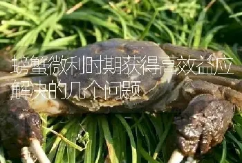 螃蟹微利时期获得高效益应解决的几个问题