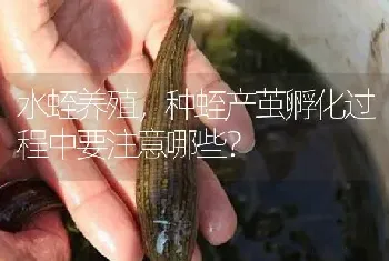 水蛭养殖,种蛭产茧孵化过程中要注意哪些?