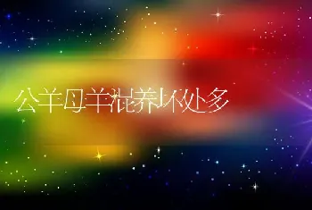 公羊母羊混养坏处多