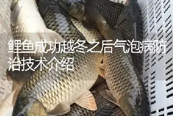 鲤鱼成功越冬之后气泡病防治技术介绍