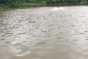 鳜鱼池塘浑水的处理建议