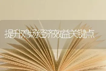 提升鸡场经济效益关键点