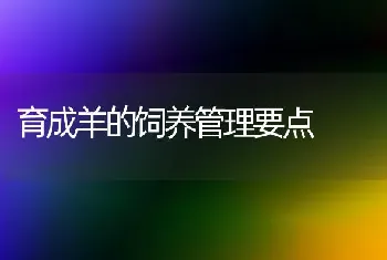 育成羊的饲养管理要点