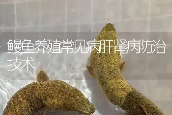 鳗鱼养殖常见病肝肾病防治技术