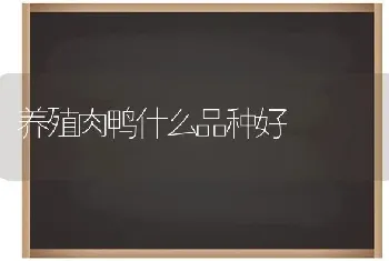 养殖肉鸭什么品种好