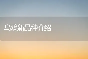 乌鸡新品种介绍