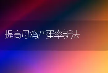 提高母鸡产蛋率新法