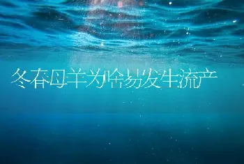 冬春母羊为啥易发生流产