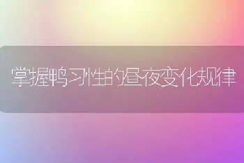 掌握鸭习性的昼夜变化规律