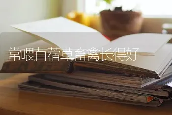 常喂苜蓿草畜禽长得好