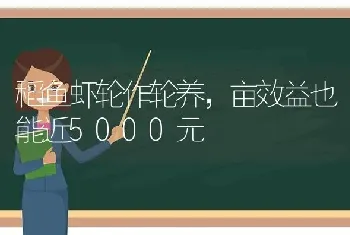 稻鱼虾轮作轮养,亩效益也能近5000元