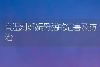 高温对妊娠母猪的危害及防治