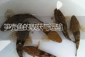 笋壳鱼的收获与运输