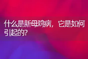 什么是新母鸡病,它是如何引起的?