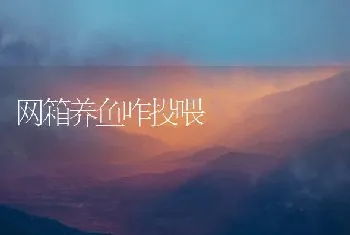 网箱养鱼咋投喂