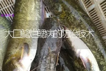 大口鲶烂鳃病的防治技术