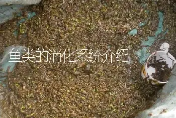 鱼类的消化系统介绍