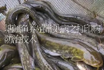 塘鲺鱼养殖常见病之打印病防治技术