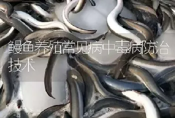 鳗鱼养殖常见病中毒病防治技术