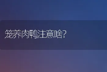 笼养肉鸭注意啥?