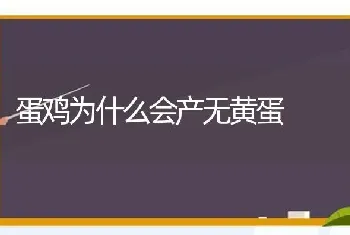 蛋鸡为什么会产无黄蛋