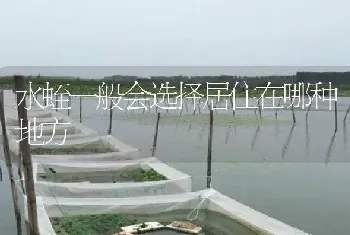 水蛭一般会选择居住在哪种地方