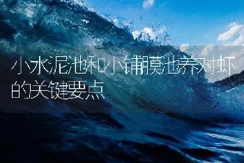 小水泥池和小铺膜池养对虾的关键要点