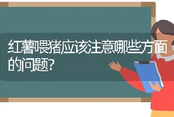 红薯喂猪应该注意哪些方面的问题?