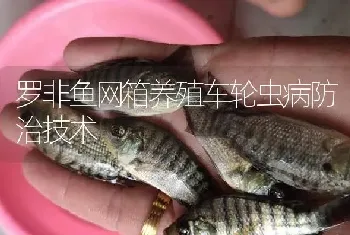 罗非鱼网箱养殖车轮虫病防治技术