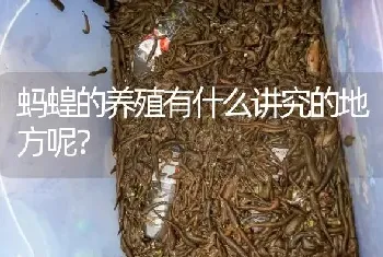 蚂蝗的养殖有什么讲究的地方呢?