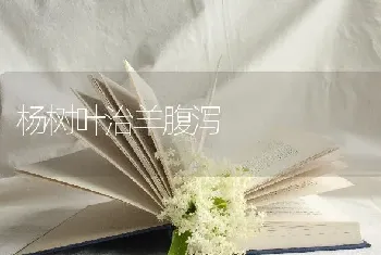 杨树叶治羊腹泻