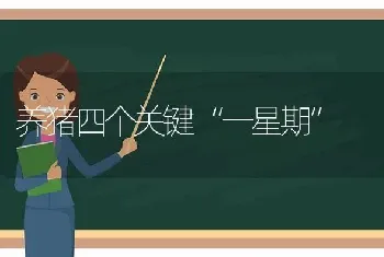 养猪四个关键“一星期”