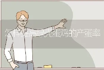 怎样提高绿壳蛋鸡的产蛋率