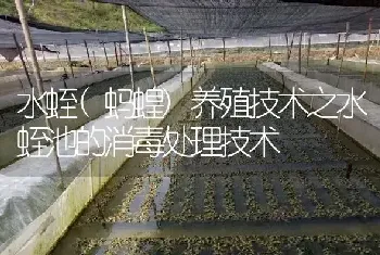 水蛭(蚂蝗)养殖技术之水蛭池的消毒处理技术