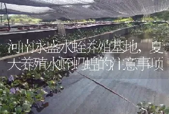 河南永盛水蛭养殖基地,夏天养殖水蛭蚂蝗的注意事项