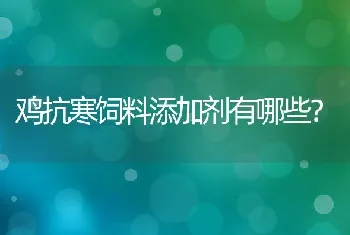 鸡抗寒饲料添加剂有哪些?